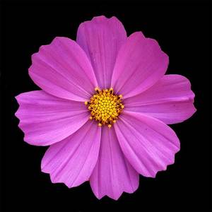 TracyDeline's avatar